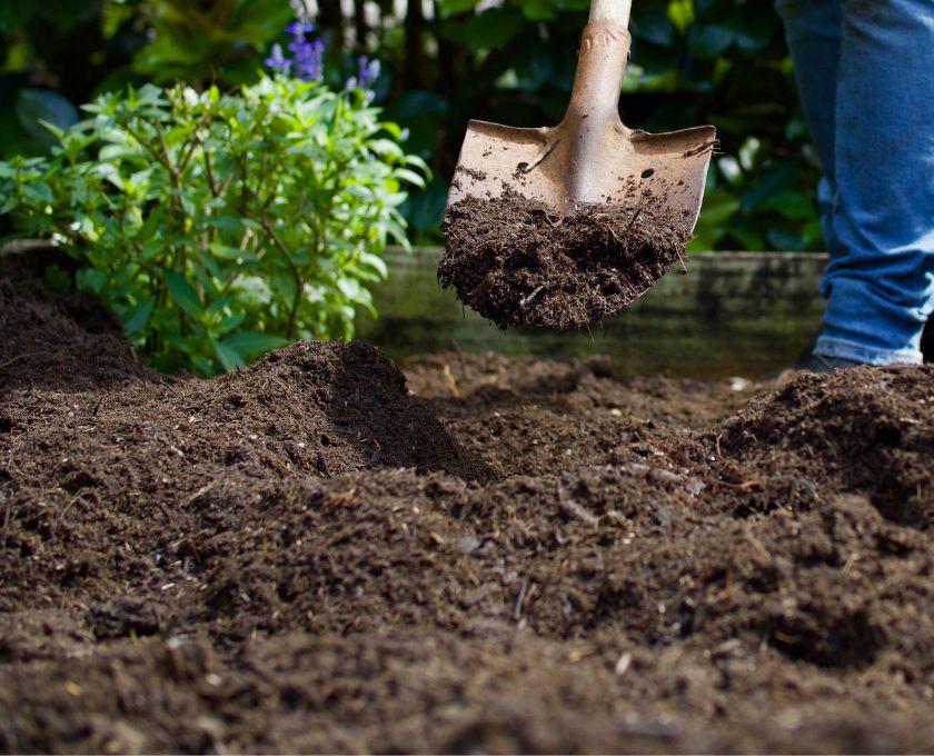 Cassia, Kwinana a shovel in the garden