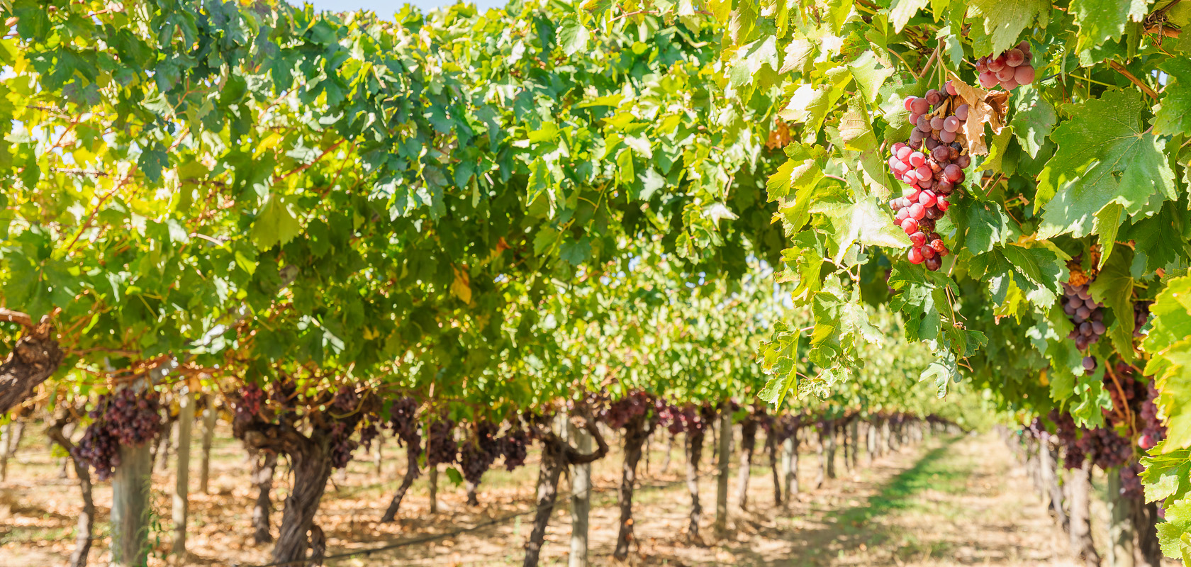 Clementine, Upper Swan vineyard