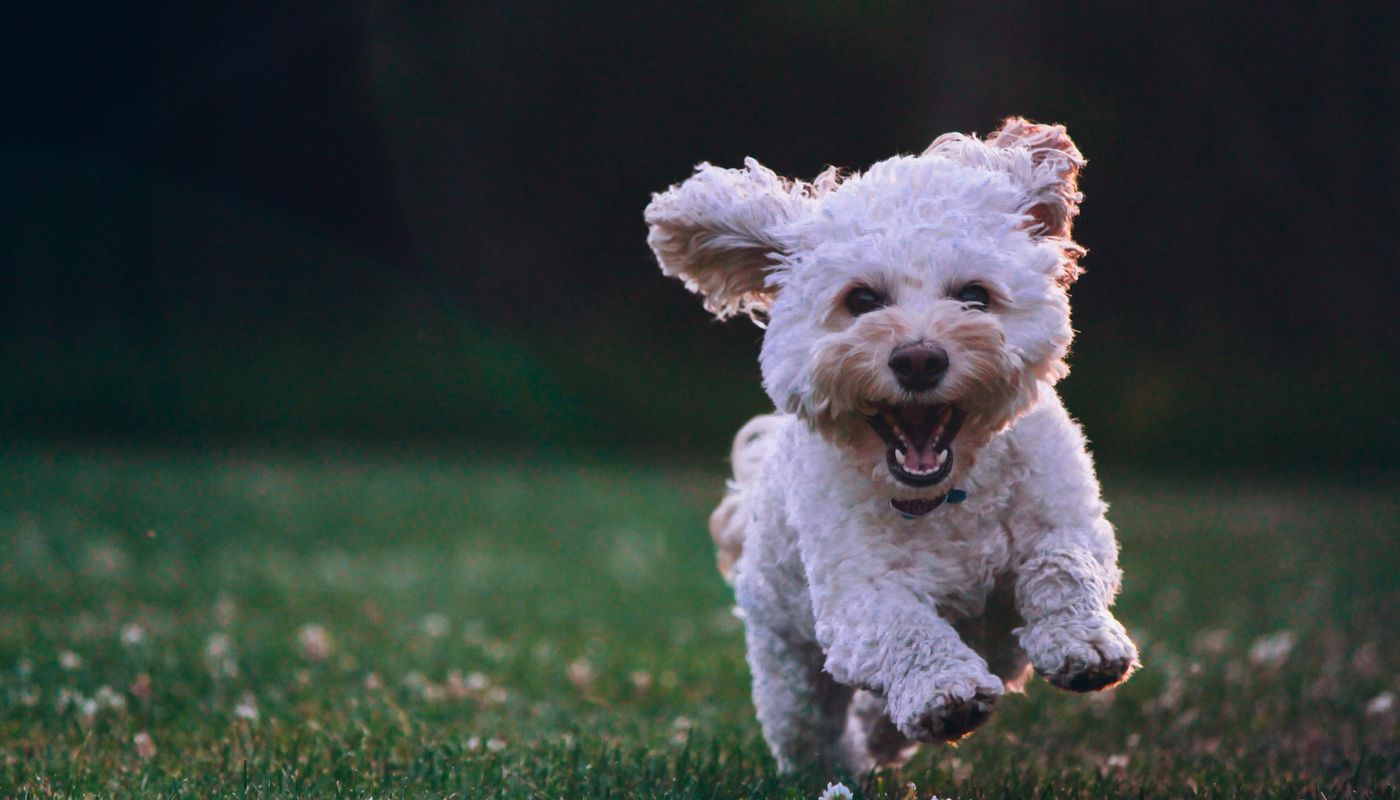 Allara, Eglinton small dog running at local park.