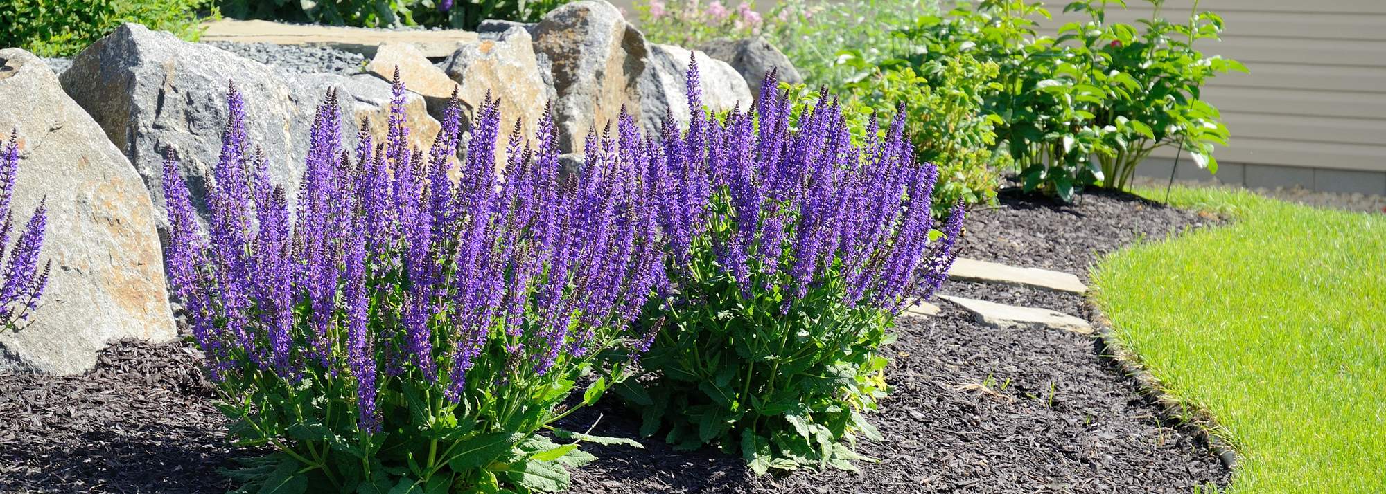 Eden Beach, Jindalee, vibrant purple landscaping