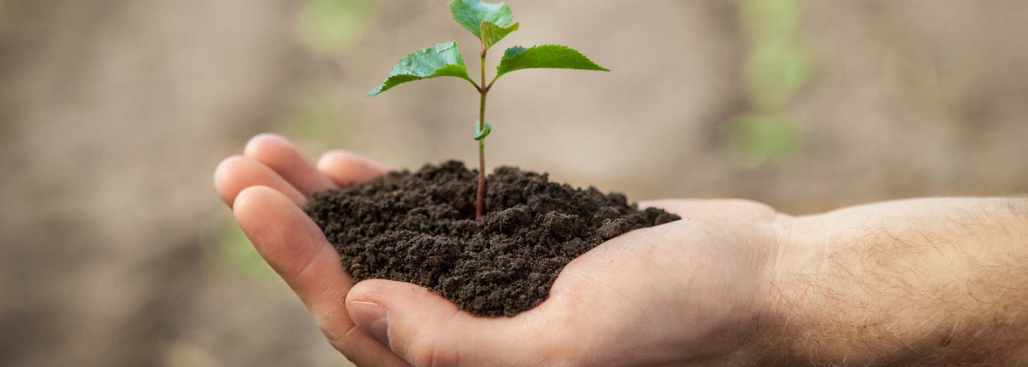 Growing a new tree