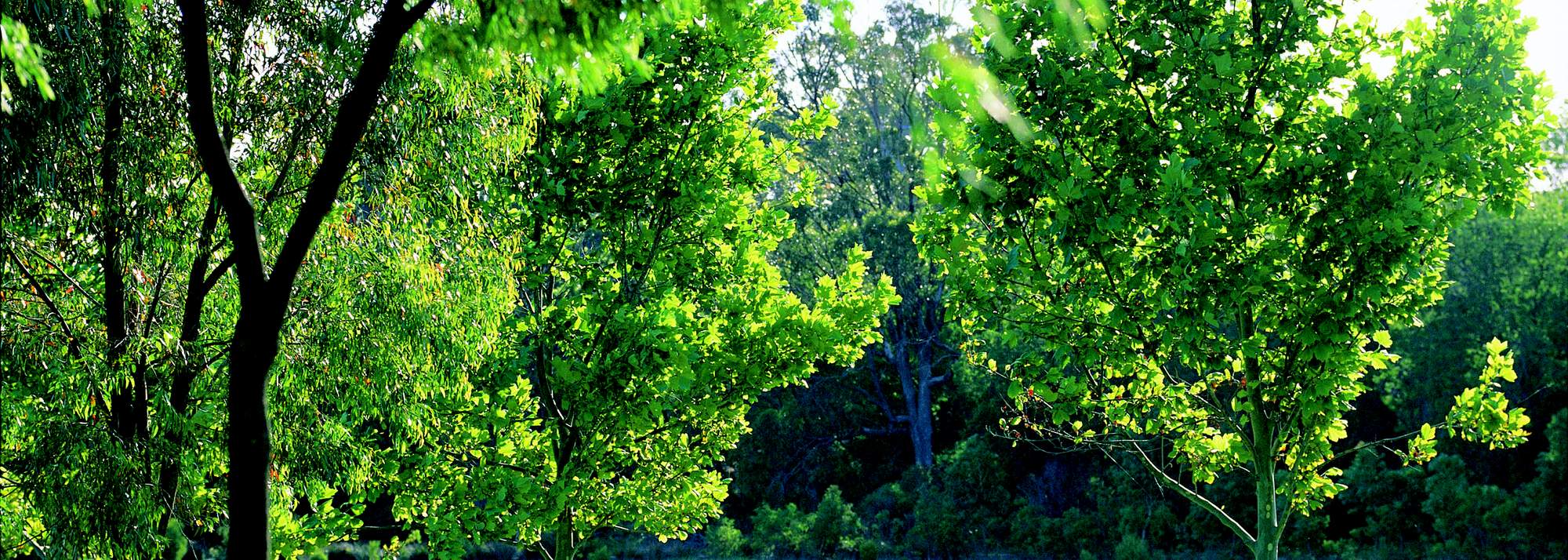 Trees