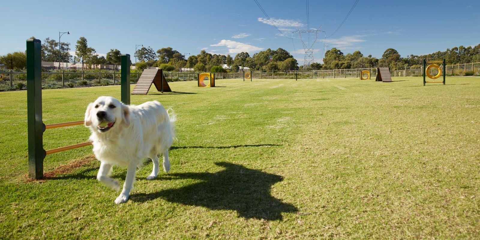 Honeywood, Wandi local dog park