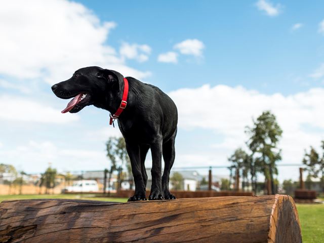 The Glades, Byford Icaria dog park, black dog on log