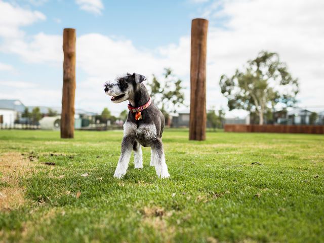 The Glades, Byford dog running around the park