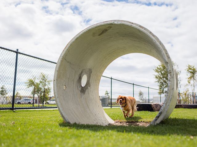 The Glades, Byford dog park, dog running through tunnel