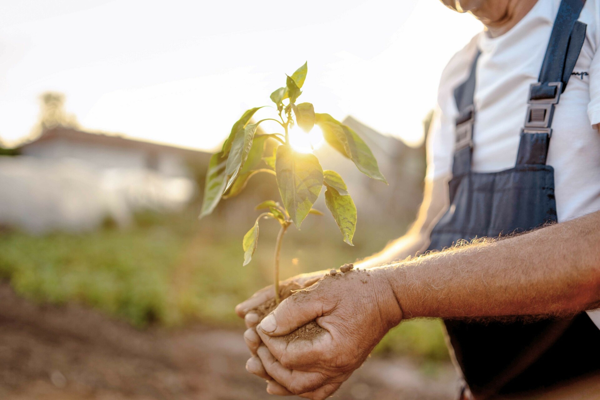 Satterley, older male holding the roots to a growing tree
