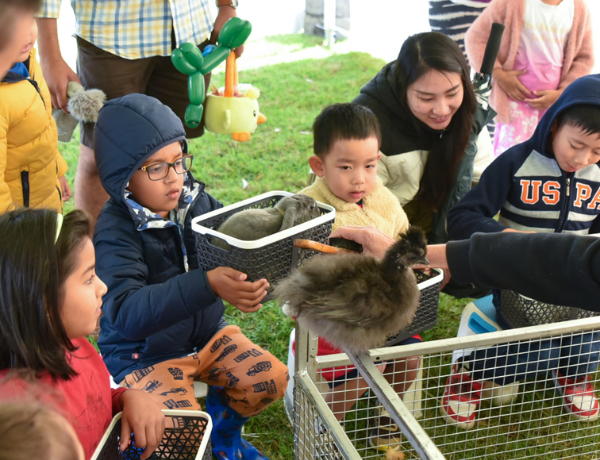 Arcadia Easter Fun Day at Harmony Place Park playing with the chickens and rabbits
