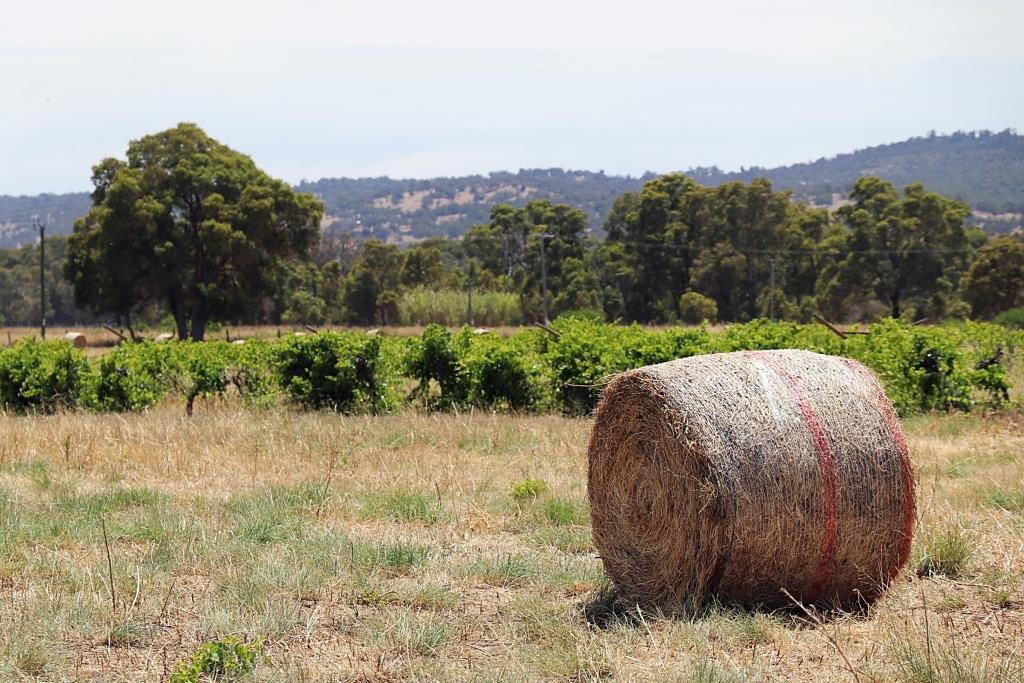 Clementine Upper Swan hay bales