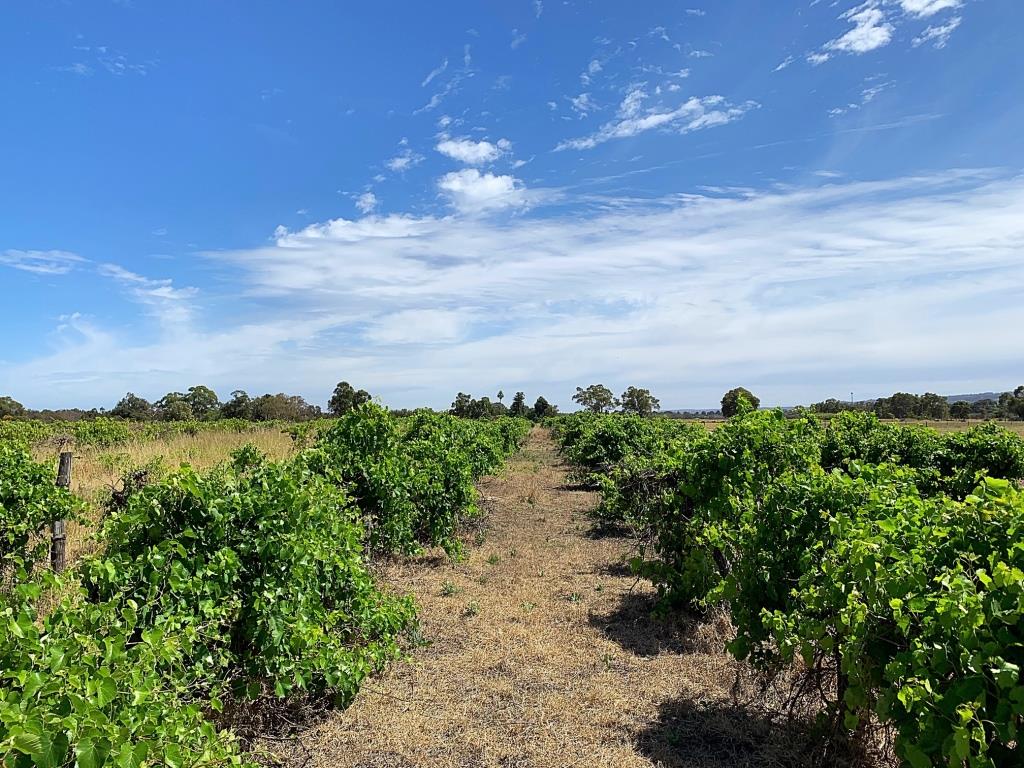 Clementine Upper Swan vineyard
