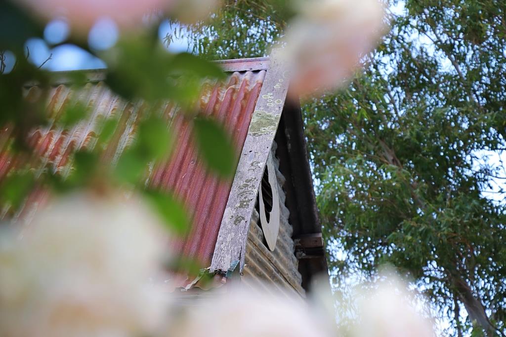 Clementine Upper Swan shed