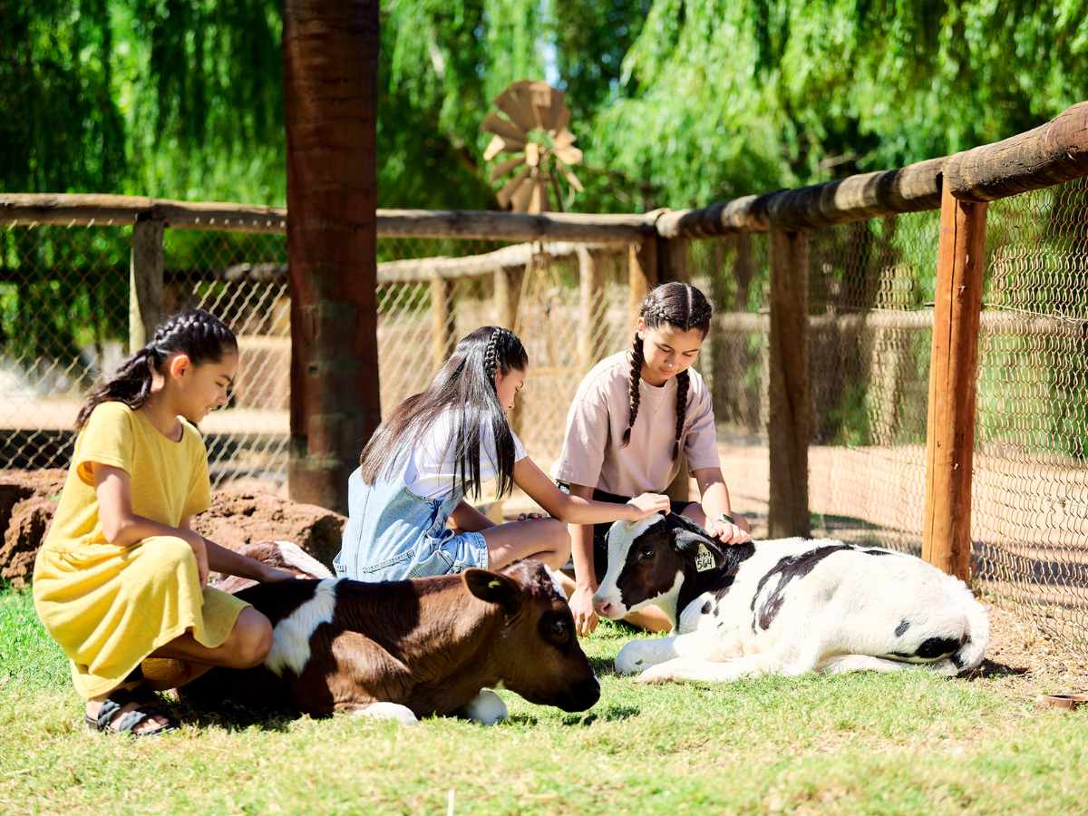 Young children patting the cows at local farm in Clementine, Upper Swan.