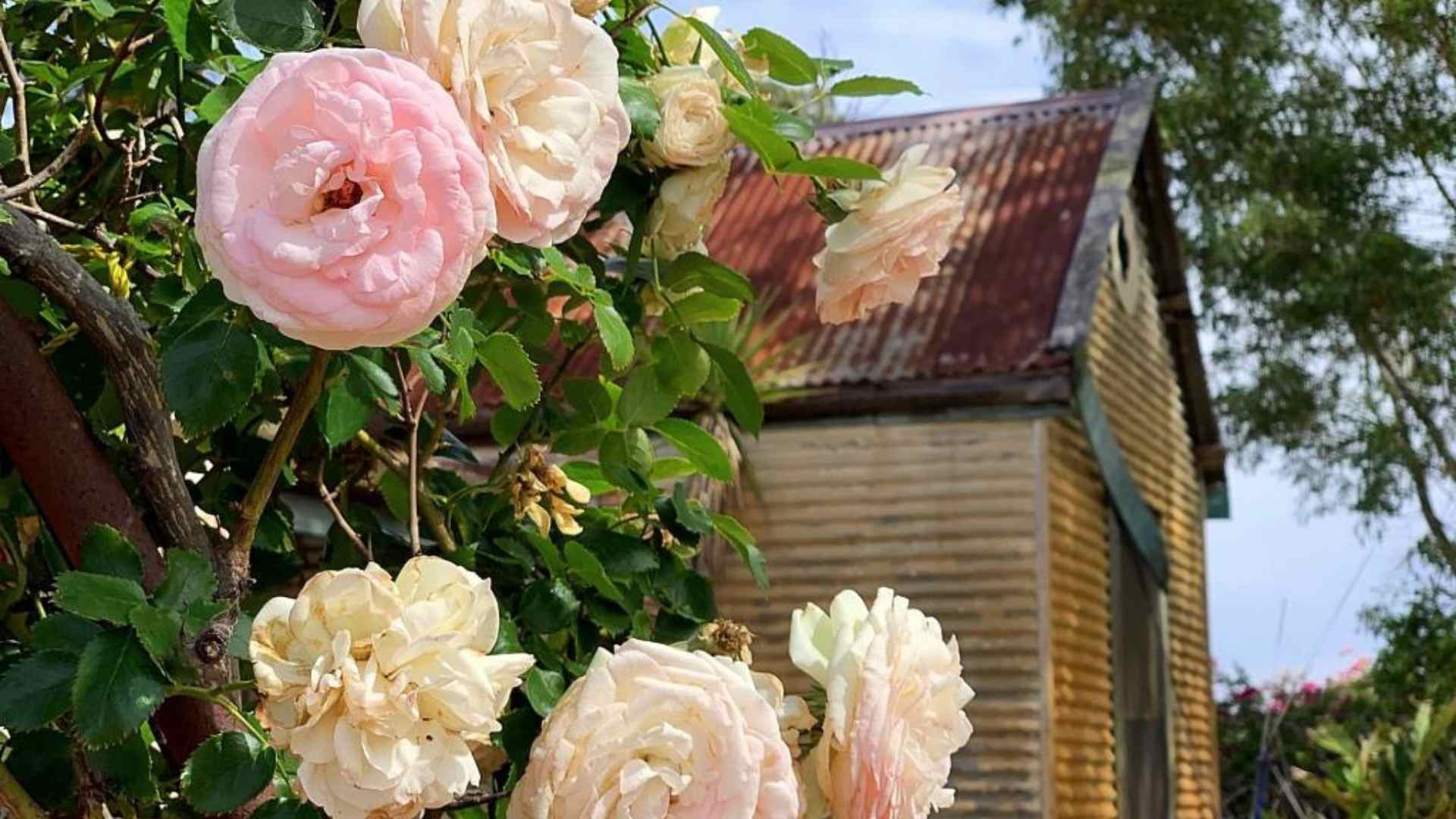 Flowers at Clementine Upper Swan