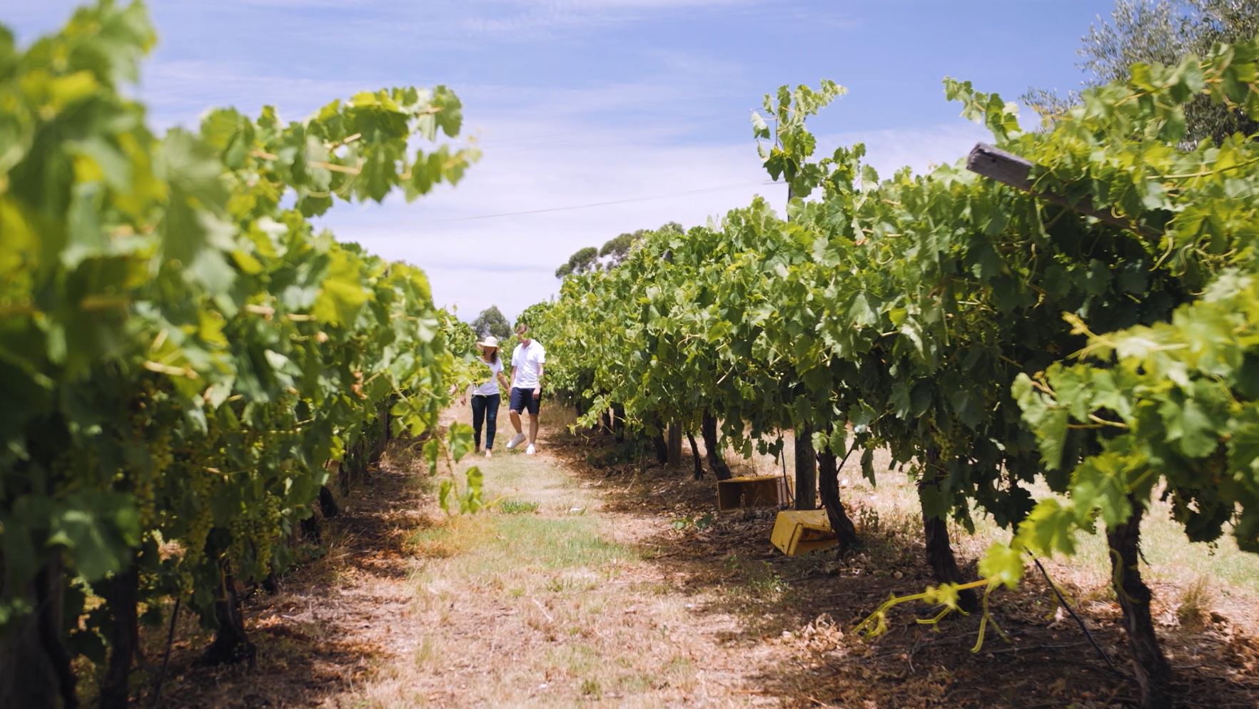 Clementine Upper Swan couple walking through vineyard