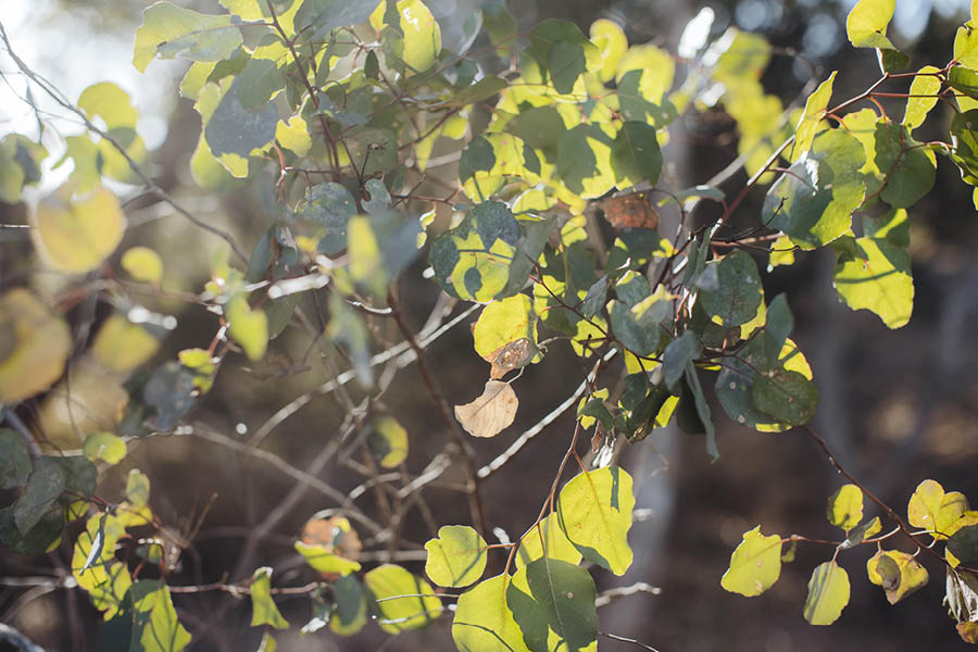 The Glades, Byford nature