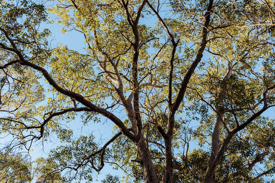 The Glades, Byford tree scape